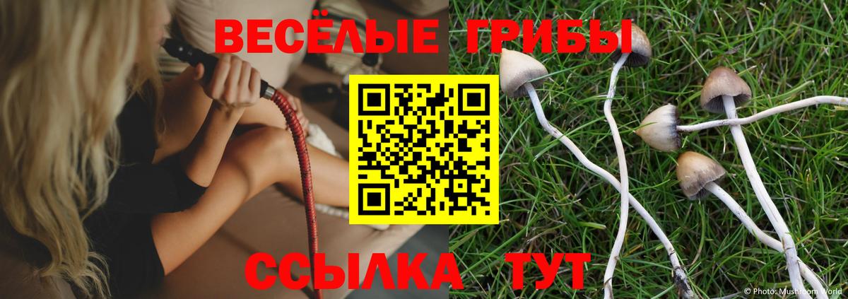 Галлюциногенные грибы Psilocybine cubensis Луга